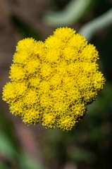 Helichrysum drakensbergense