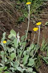 Helichrysum drakensbergense