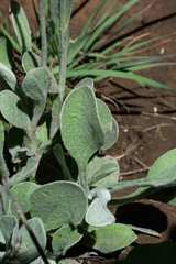 Helichrysum drakensbergense