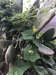 Bryonia verrucosa