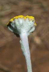 Helichrysum drakensbergense