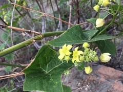 Bryonia verrucosa