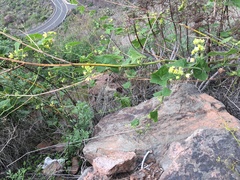 Bryonia verrucosa