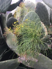 Sonchus leptocephalus