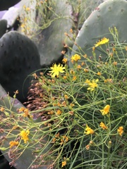 Sonchus leptocephalus