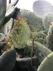 Sonchus leptocephalus