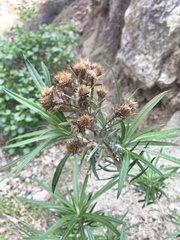 Carlina canariensis