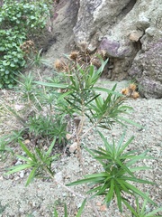 Carlina canariensis