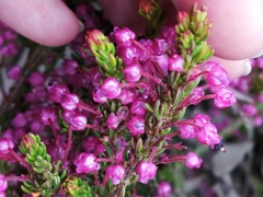 Erica gracilipes