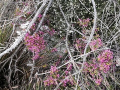 Erica gracilipes