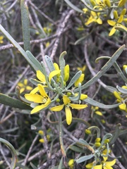 Cneorum pulverulentum