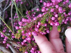 Erica gracilipes