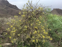 Cneorum pulverulentum