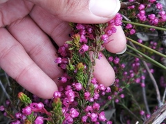 Erica gracilipes