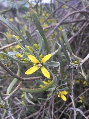 Cneorum pulverulentum