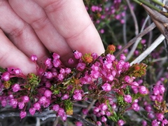 Erica gracilipes