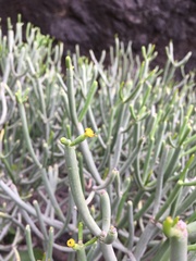 Euphorbia aphylla
