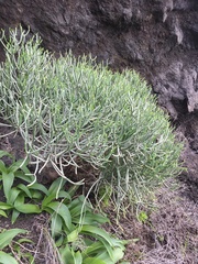 Euphorbia aphylla