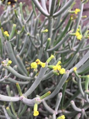 Euphorbia aphylla