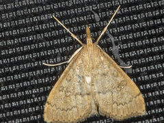 Metasia dicealis