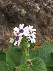 Pericallis webbii
