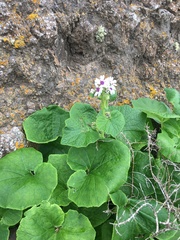 Pericallis webbii