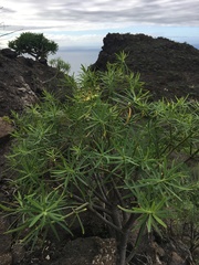 Euphorbia regis-jubae