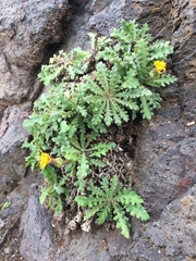Reichardia ligulata