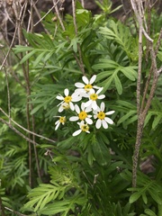 Gonospermum ferulaceum