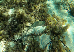 Kyphosus cornelii