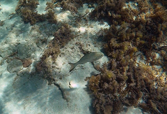 Kyphosus cornelii