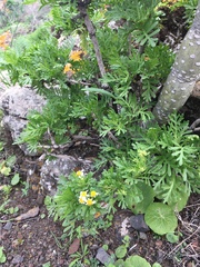 Gonospermum ferulaceum