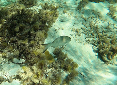 Kyphosus cornelii