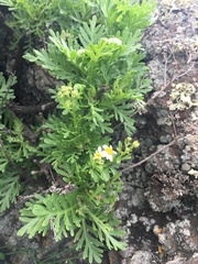 Gonospermum ferulaceum