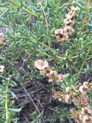 Salsola divaricata