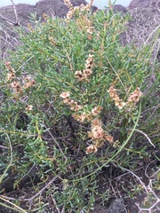 Salsola divaricata