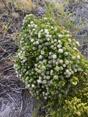 Agathosma geniculata