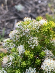 Agathosma geniculata