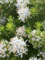 Agathosma geniculata