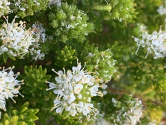 Agathosma geniculata