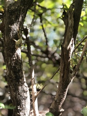 Anolis acutus