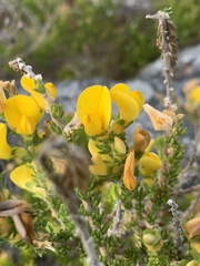 Aspalathus linguiloba