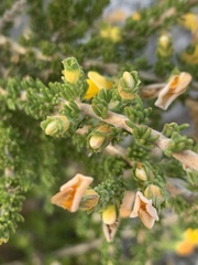 Aspalathus linguiloba
