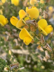 Aspalathus linguiloba