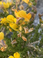 Aspalathus linguiloba
