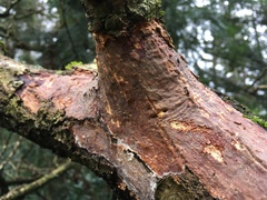 Vuilleminia comedens