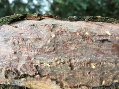 Vuilleminia comedens