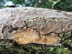 Vuilleminia comedens