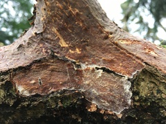 Vuilleminia comedens