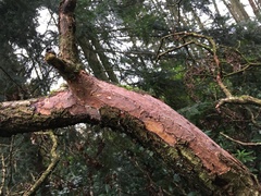 Vuilleminia comedens